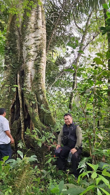 Menengok pohon Ketapang di Bona Pasogit