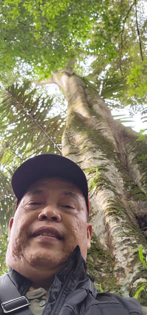 Menengadah ke tajuk Ketapang