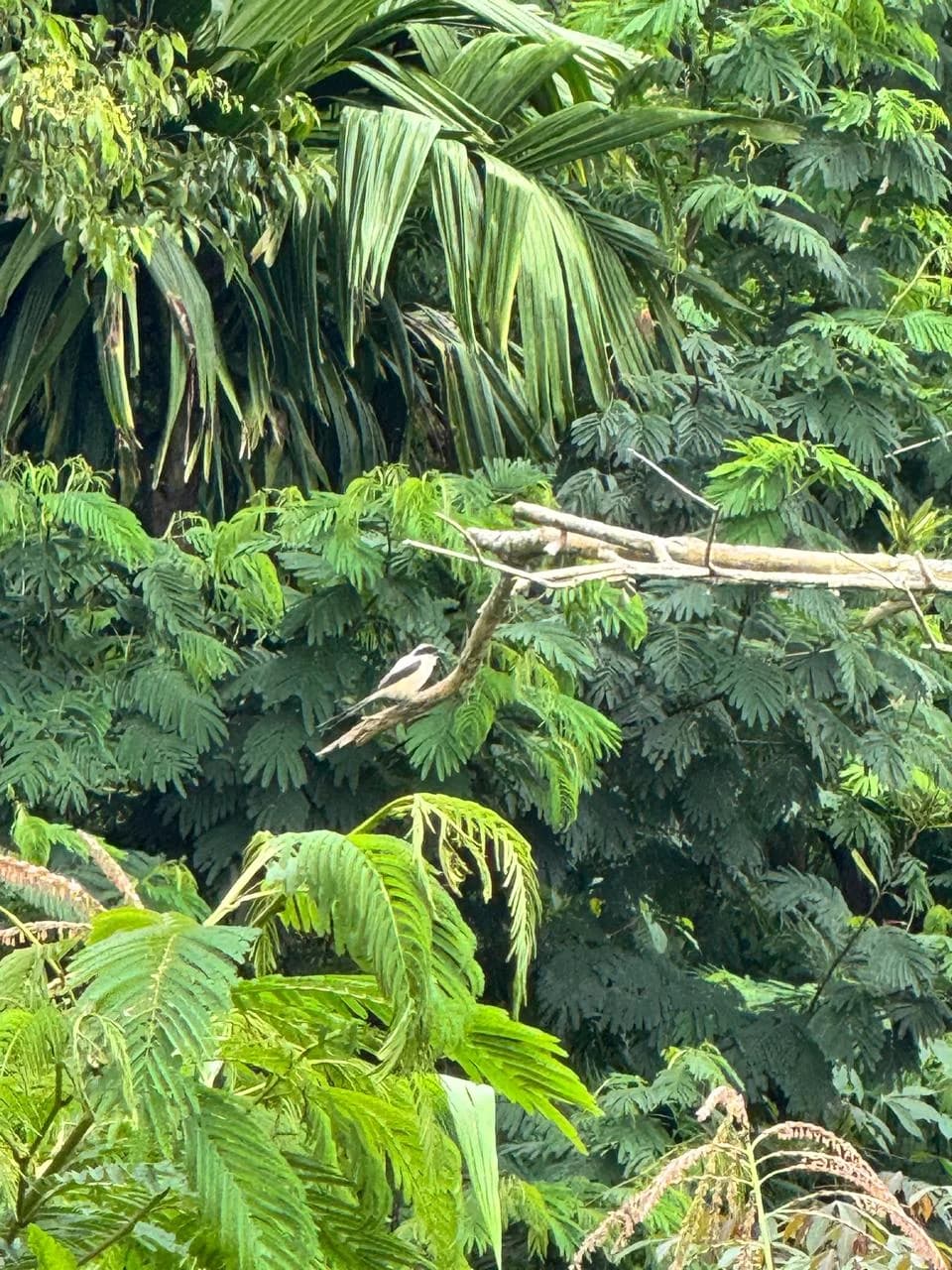 Burung singgah